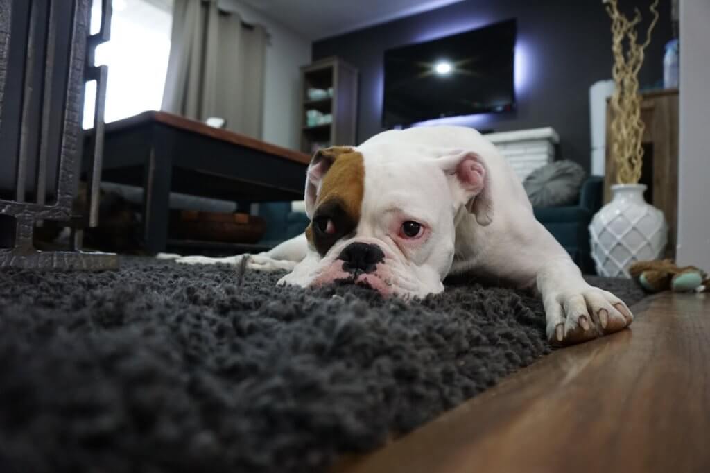 Why Pet-Friendly Hotels are Winning Over New Customers